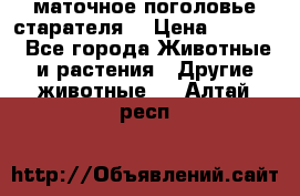 маточное поголовье старателя  › Цена ­ 2 300 - Все города Животные и растения » Другие животные   . Алтай респ.